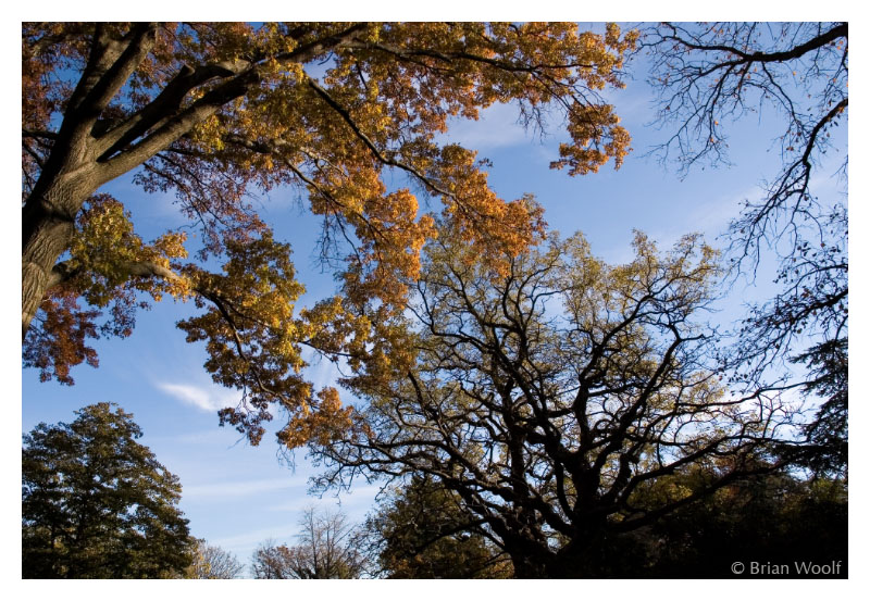 trees sky